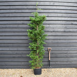 Cupressocyparis x leylandii - Height 250-270cm - 20lt