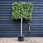 Elaeagnus ebbingei | Ebbing's Silverberry - Metal Frame - 90-110cm, 35lt