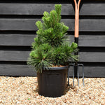 Pinus thunbergii 'Thunderhead' - Height 60-70cm - Width 30-40cm - 15lt