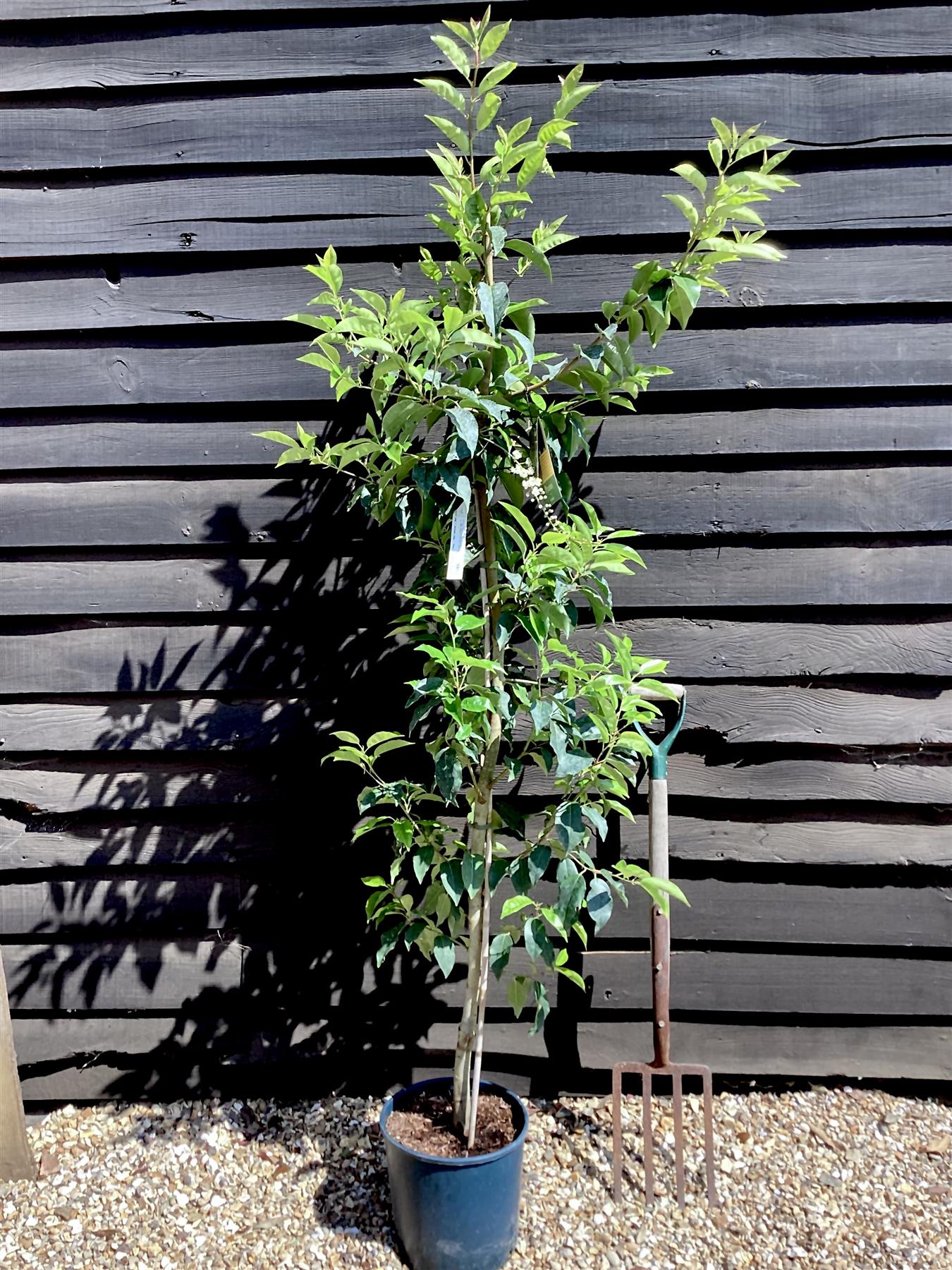 Prunus lusitanica | Portuguese Laurel Cherry - 200-250cm, 10lt