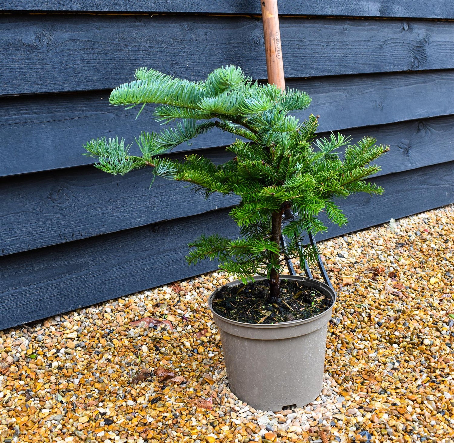 Noble Fir | Abies nobilis (procera) - Height 40-50cm - Pot Grown - 5lt