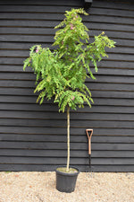 Robinia x margaretta 'Pink Cascade' | Height 300cm - Girth 8-10cm - Clear Stem - 35lt