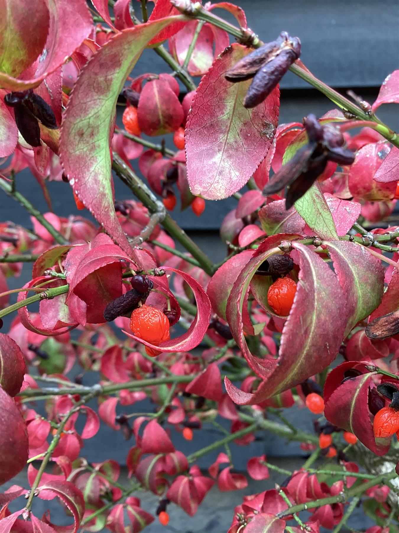 Euonymus alatus Shrub | Winged Spindle Small Tree - - Clear Stem 100cm - Height 140-150cm - 15lt