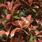 Photinia Red Robin | Christmas berry Ball - Height 80cm - Width 90cm - 70lt