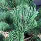 Pinus nigra 'Oregon Green' | Austrian pine 'Oregon Green' - Height 100cm - Width 60-70 - 25lt