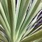 Cordyline australis (cabbage palm) | New Zealand Cabbage Palm Stem 100-110cm - Girth 26-32cm - Height 170-200cm - 110lt