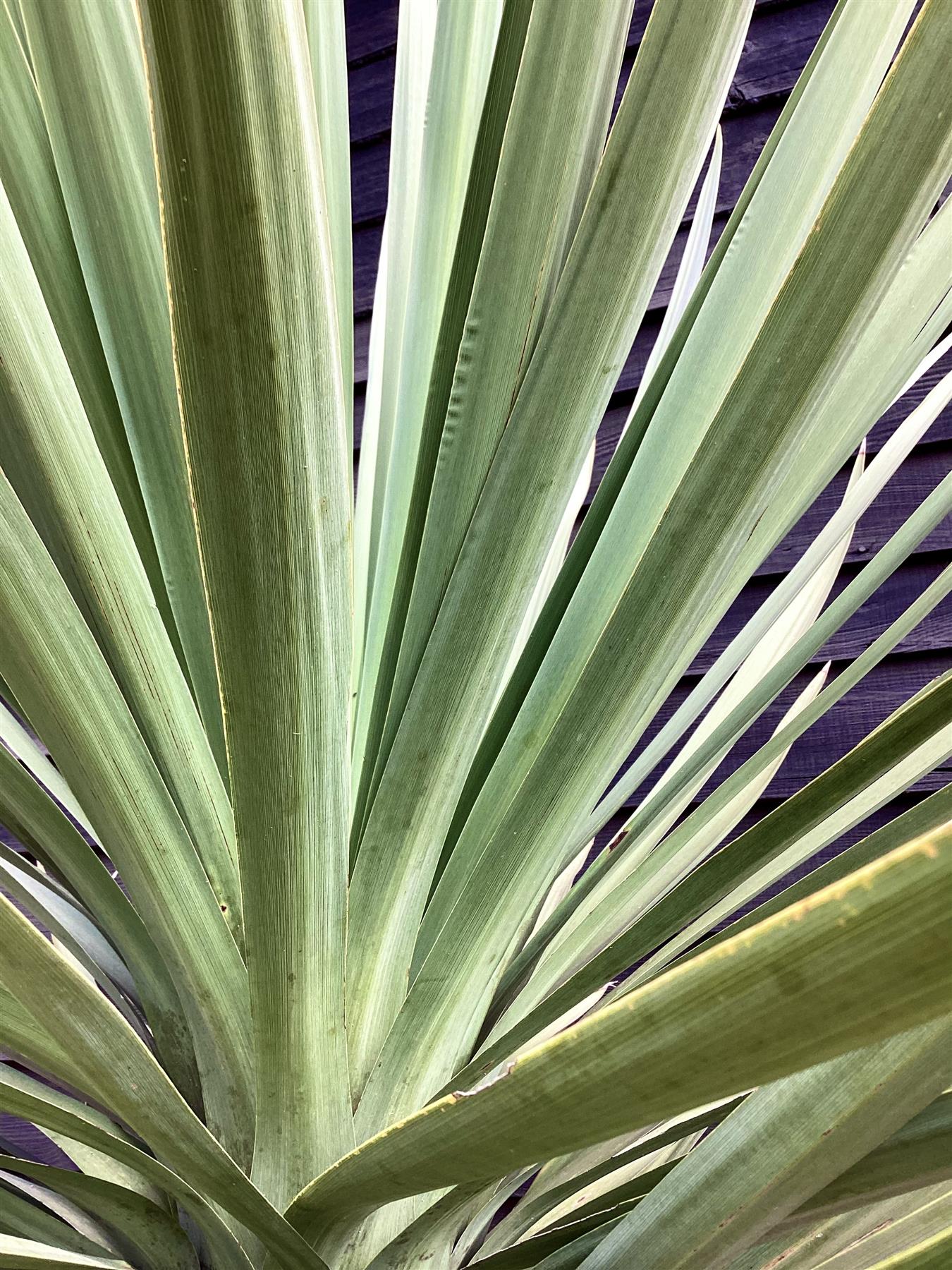 Cordyline australis (cabbage palm) | New Zealand Cabbage Palm Stem 100-110cm - Girth 26-32cm - Height 170-200cm - 110lt