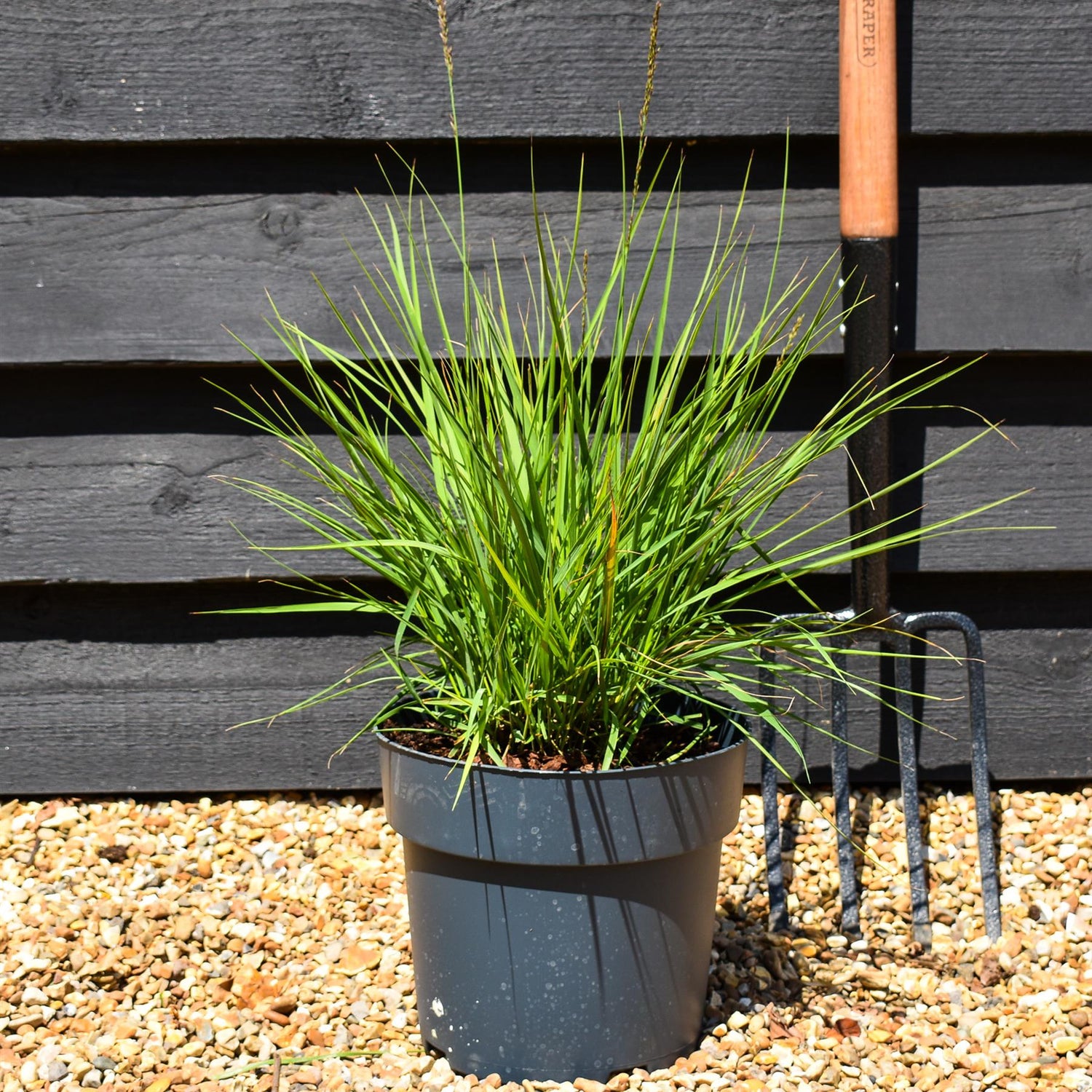 Molinia caerulea 'Moorflamme' - Grass - Herbaceous Perennial - Height 20-30cm - 6.5lt