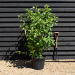Syringa Vulgaris | Lilac - Shrub - White - Height 120-130cm - 35lt