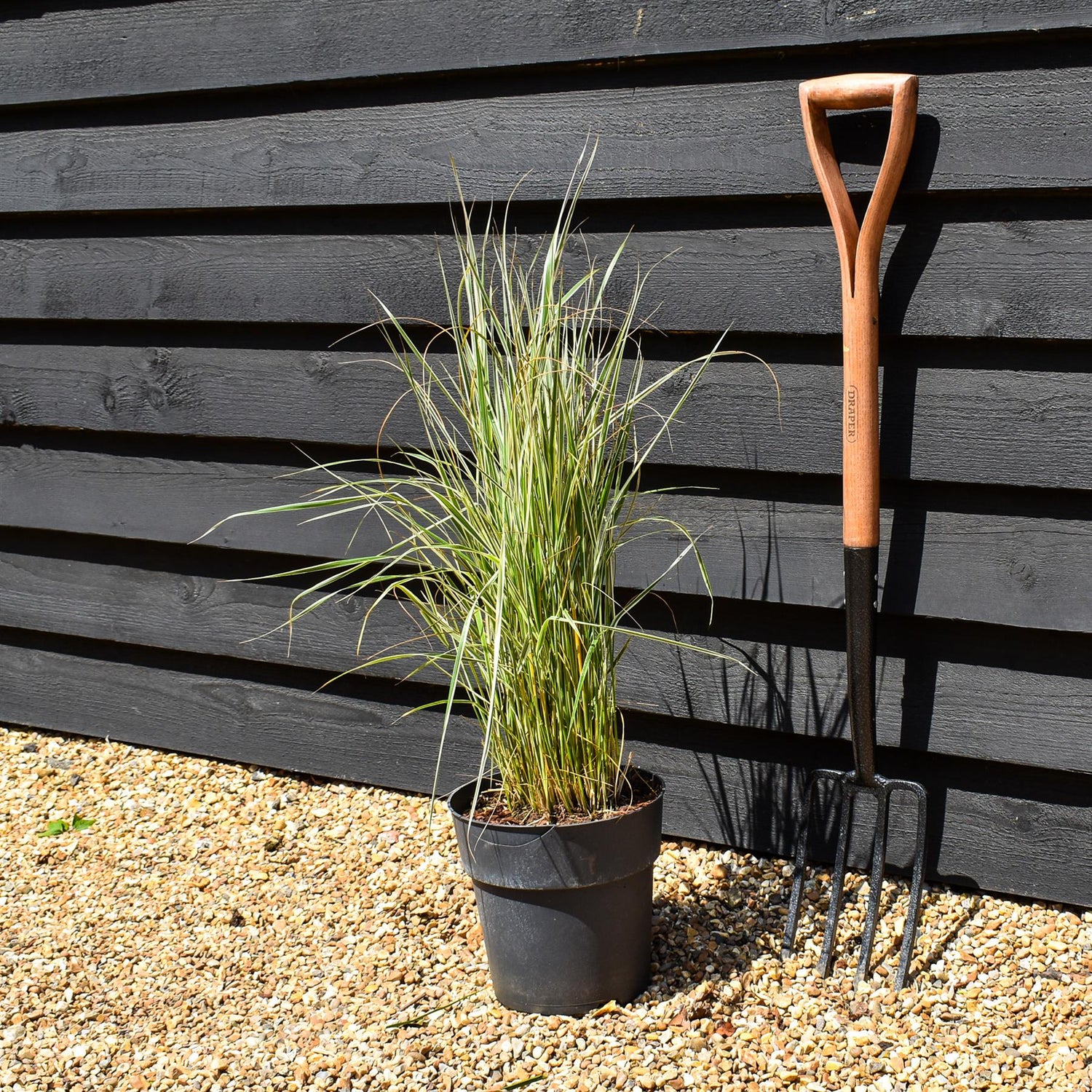 Calamagrostis acutiflora 'Overdam' - Grass - Herbaceous Perennial - Height 60-70cm - 6.5lt