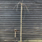 Prunus 'Kiku-shidare-zakura' | Weeping Oriental Cherry - Girth 8-10cm - 220-280cm, 30lt