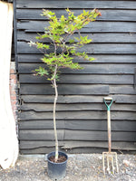 Acer palmatum Okagami 1/2 std | Japanese maple 'O-kagami', Clear Stem - 120-150cm, 10lt