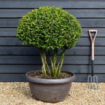Buxus Microphylla Faulkner - Multistem - 100cm - 90lt
