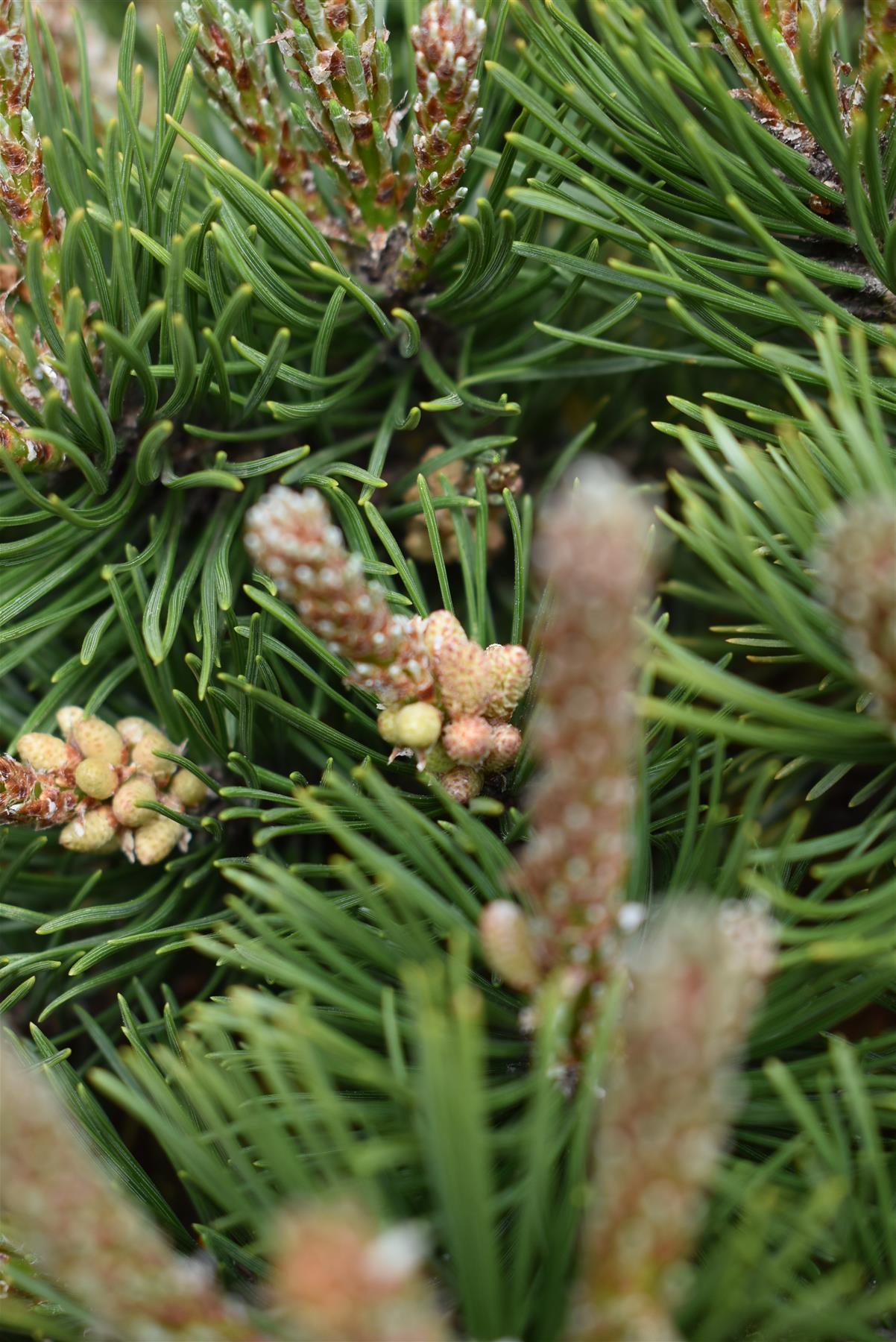 Pinus mugo 'Klostergrun' | Dwarf mountain pine - Height 20-30cm - Width 25-30cm - 12lt