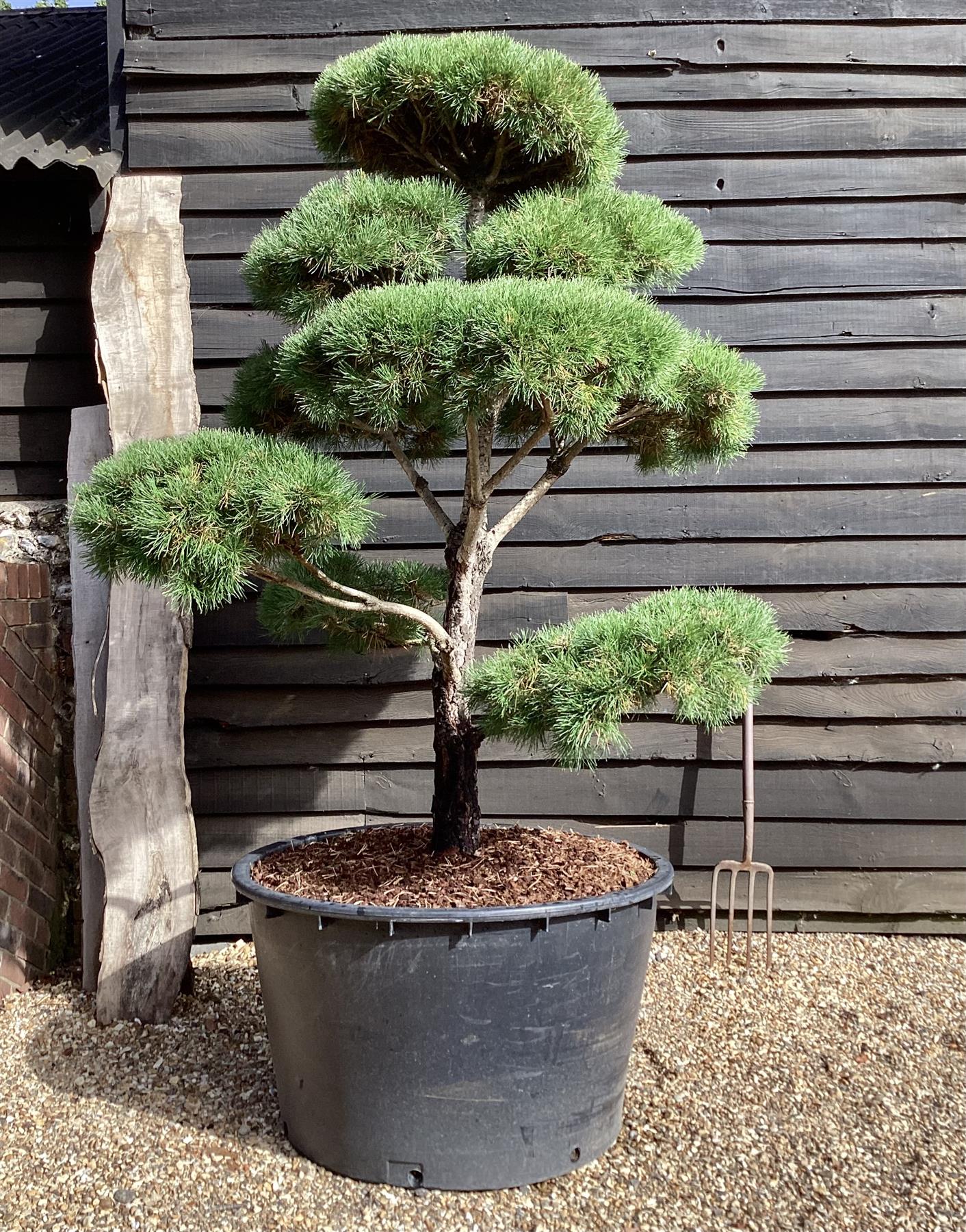 cloud bonsai tree Pinus sylvestris | Scots Pine - Bonsai - Cloud - Article 2
