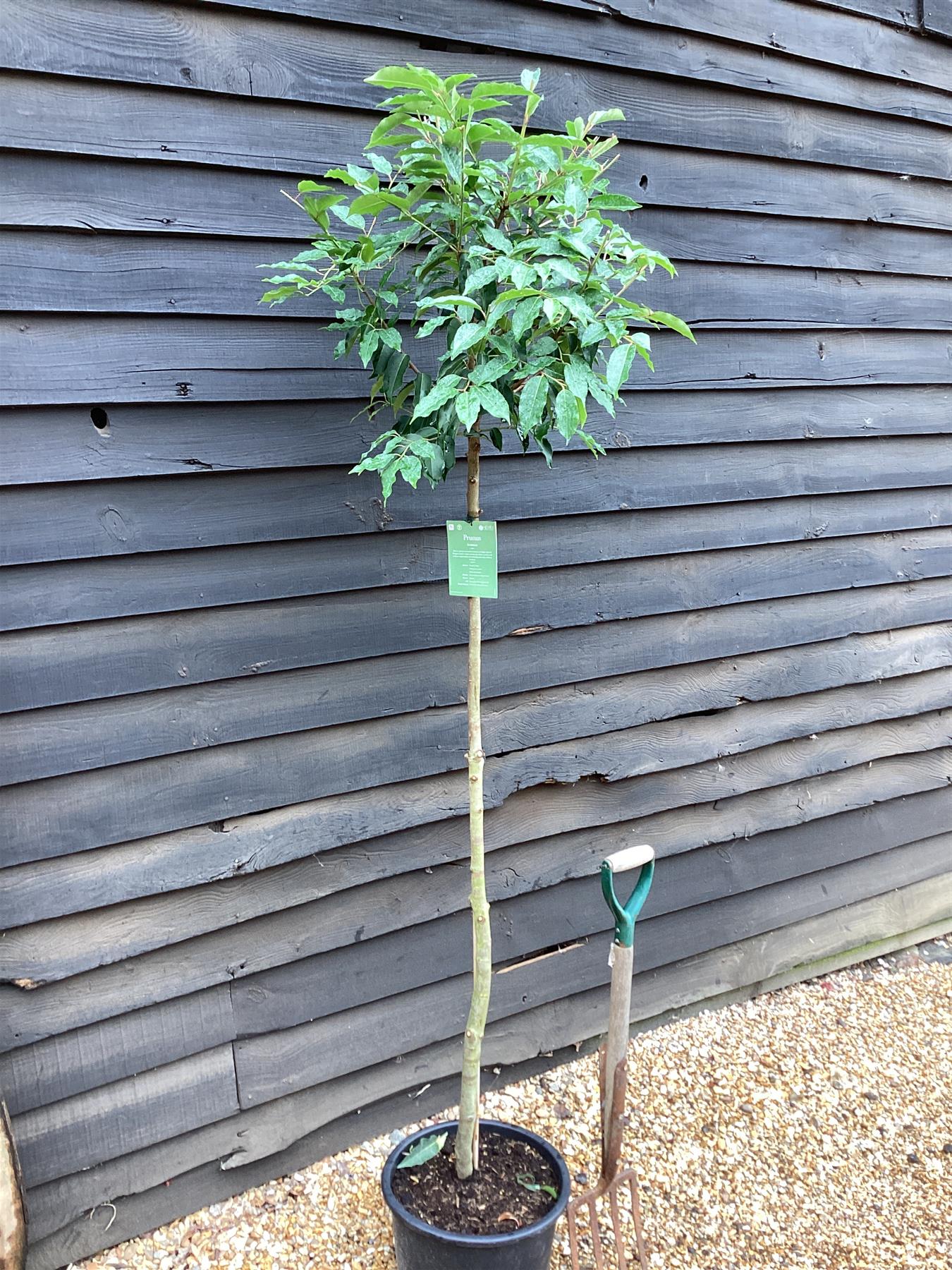 Prunus lusitanica | Portuguese Laurel - Clear Stem 160cm - Tree - Height 200-210cm - Girth 8-10cm - 25lt