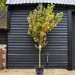 Red maple | Acer rubrum Redpointe - Clear stem 100cm - Height 300-330cm - Girth 14-18cm - 50lt