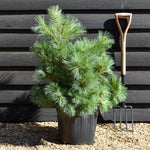 Pinus strobus 'Macopin' - Bushy - Height 50-60cm - 20lt
