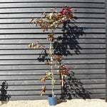 Cercis canadensis 'Forest Pansy' - Height 200-220cm - 12lt