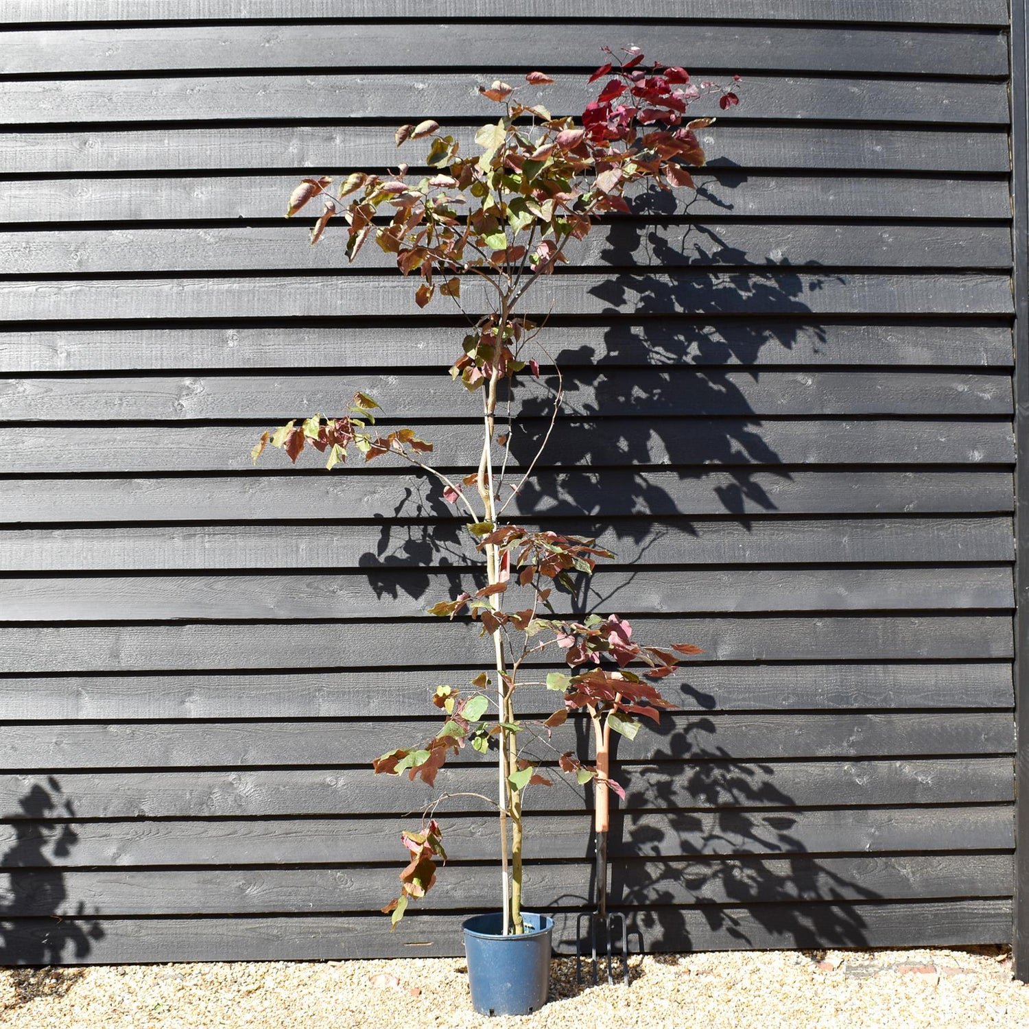 Cercis canadensis 'Forest Pansy' -Height 150-200cm - 12lt
