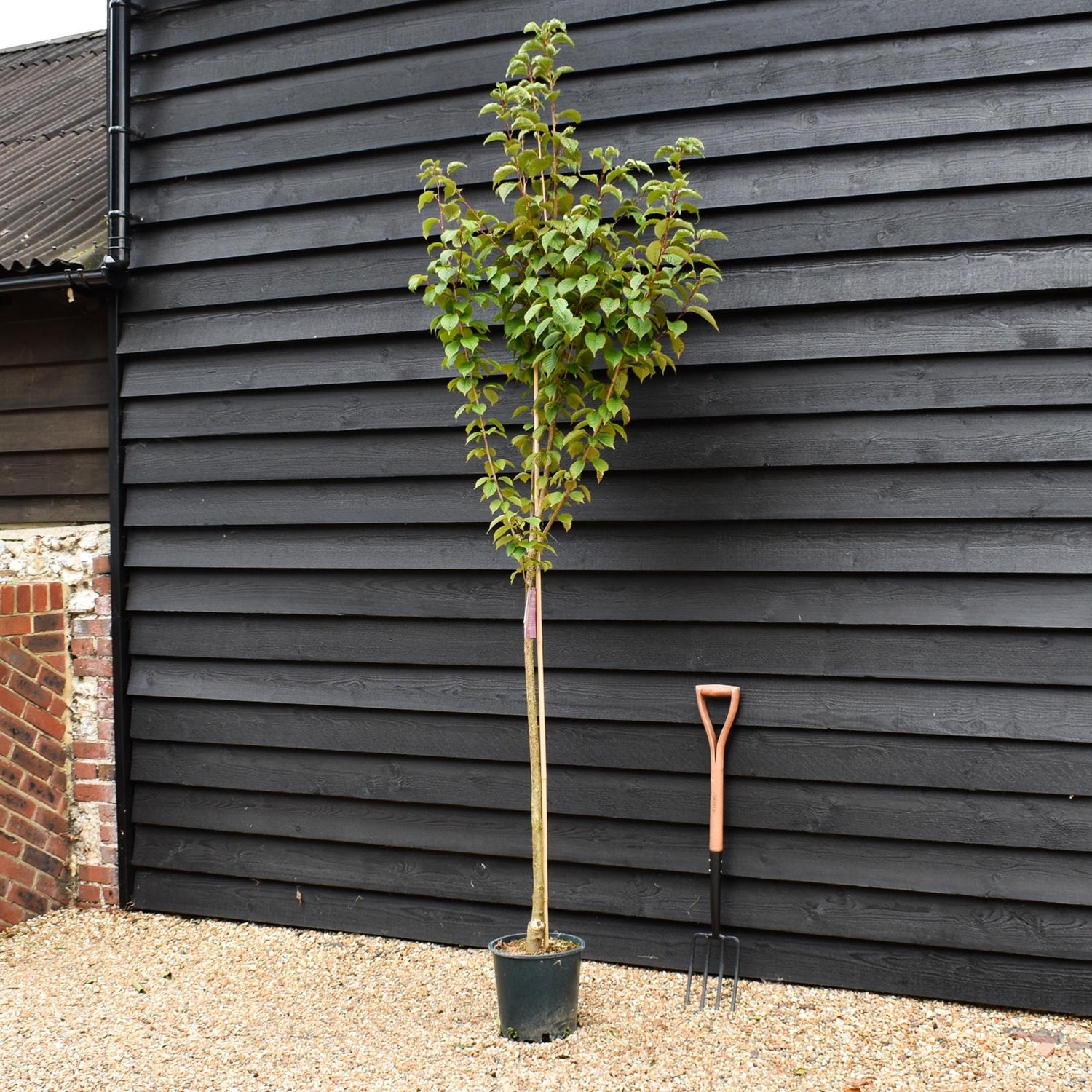 Prunus 'Spire' | Cherry 'Spire' -  Height 150-180cm - 12lt