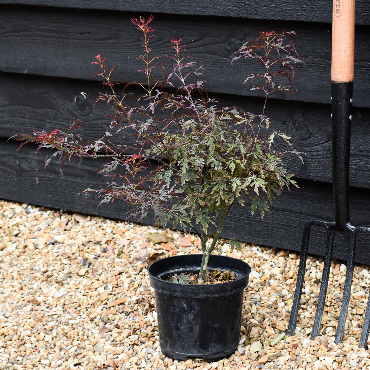 Acer palmatum 'Royal Garnet' | Japanese Maple 'Royal Garnet' - Bushy - Height 30-50cm - 3lt