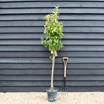 Pear 'Beth' | Pyrus communis - 160-170cm - 12lt