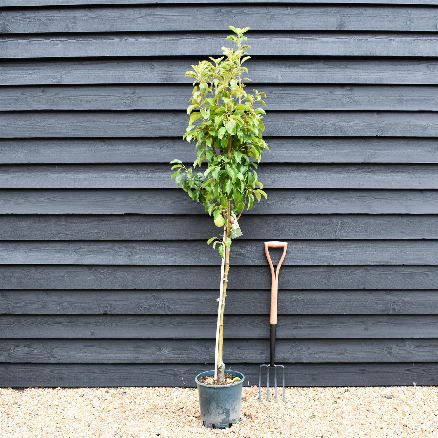 Pear 'Beth' | Pyrus communis - 160-170cm - 12lt