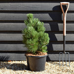 Pinus leucodermis 'Malinki' - Height - 60-70cm - 11lt