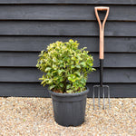 Euonymus japonicus 'Aureus' - Ball - Height 50-60cm - Width 40-50cm - 18lt