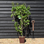 Pear tree 'Beurre Hardy' | Pyrus communis - Frame - Height 140-150cm - 15lt