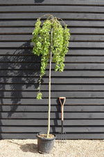 Prunus subhirtella Pendula Standard | Single Pink Weeping Cherry - Girth 8-10cm - 30lt