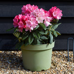 Rhododendron Yakushimanum 'Fantastica' - Shrub - Height 20-30cm - 10lt