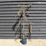 Malus Crimson Cascade | Purple Weeping Crab Apple Tree - 200-250cm, 10lt