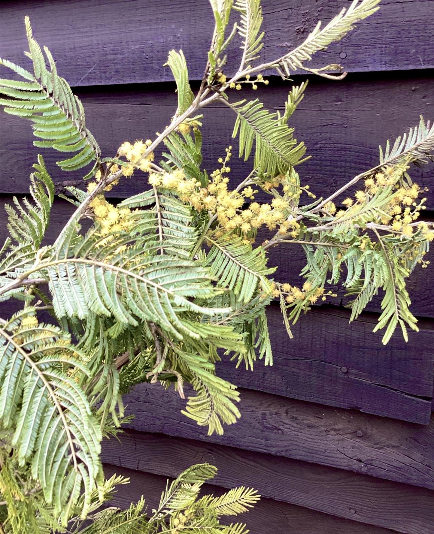 Mimosa Tree | Acacia dealbata -  Girth 14-16cm - 320-350cm - 130lt