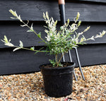 Salix integra 'Hakuro-nishiki' - Height 15-25cm - Bushy - 3lt