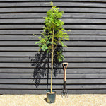 Sorbus aucuparia Asplenifolia | Rowan | Mountain Ash - Height 160-200cm - 12lt