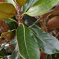 Magnolia grandiflora Little Gem | Southern Magnolia ‘Little Gem’ 1/2 std - 150-180cm - 25lt