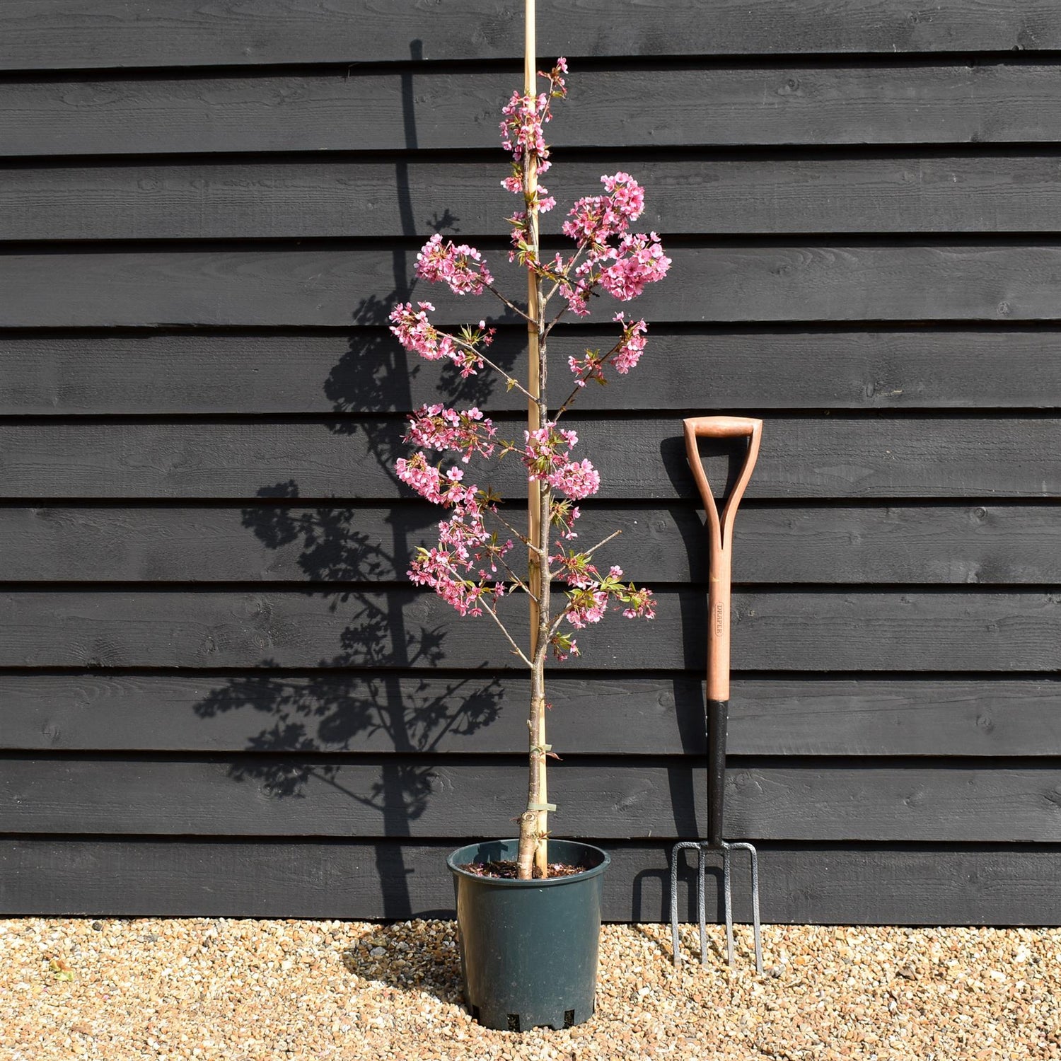 Cherry Blossom | Prunus Kursar - Height 130-180cm - 12lt