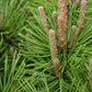 Pinus densiflora 'Low Glow' | Japanese red pine 'Low Glow' - Height 30cm - Width 50cm - 10lt