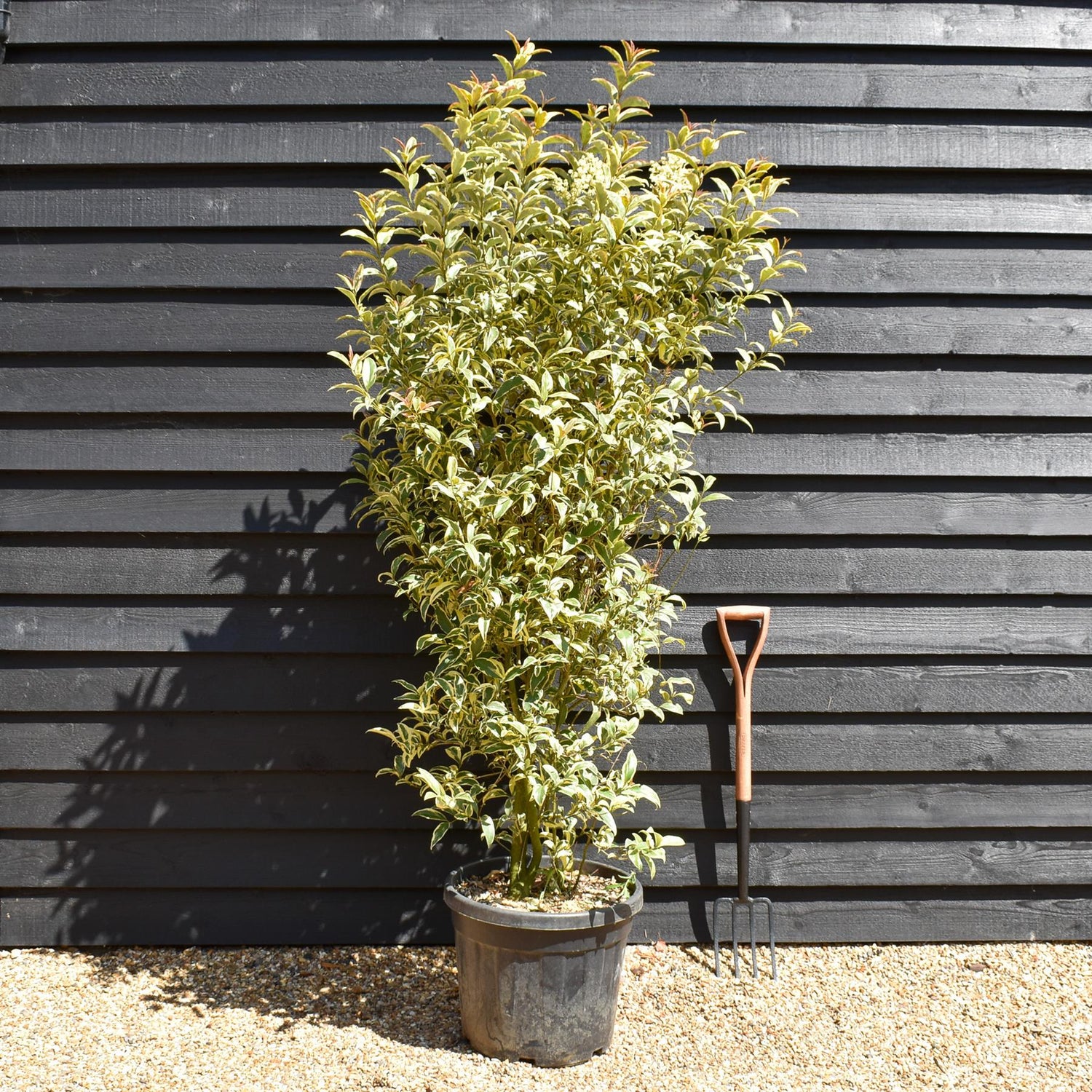 Ligustrum lucidum Variegatum - Bush - Height 170-190cm - 45lt