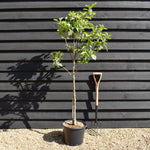 Apple tree 'Kidd's Orange Red' | Malus domestica - MM106 - Semi-Dwarfing - Height 160-170cm - 20lt