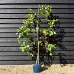 Cercis siliquastrum White Swan - Height 170-200cm - Bushy - 10lt