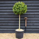 Ilex 'Nellie R. Stevens' | Holly 'Nellie R. Stevens' - Clear Stem 90cm - Height 130-140cm - 55lt