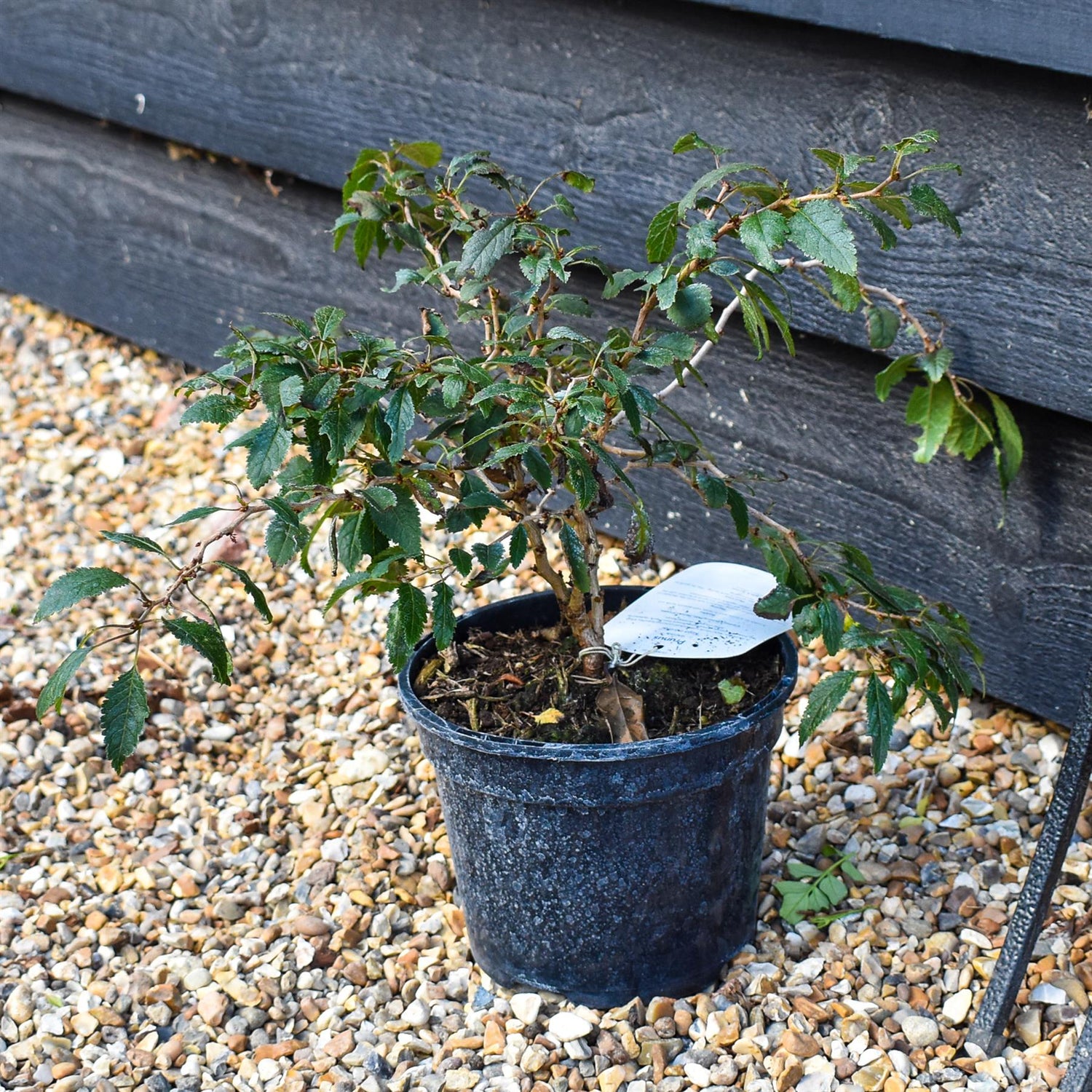 Prunus incisa 'Kojo-no-mai' - Height 25-30cm - Bushy - 2lt