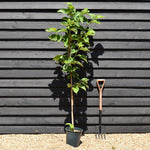 Magnolia Yellow Bird - Height 130-150cm - 10lt
