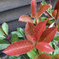 Photinia 'Red Robin' - 45-65cm - 12lt