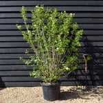 Viburnum Opulus - Multistem - 140-160cm - 55lt