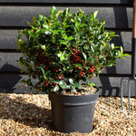 Ilex meserveae Blue Maid | Blue Maid Holly - Ball - Height 40cm - Width 40cm - 10lt