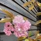 Prunus 'Kanzan' 1/2 Standard | Cherry ‘Kanzan’ Girth 10 - 12cm - 200-250cm, 25lt